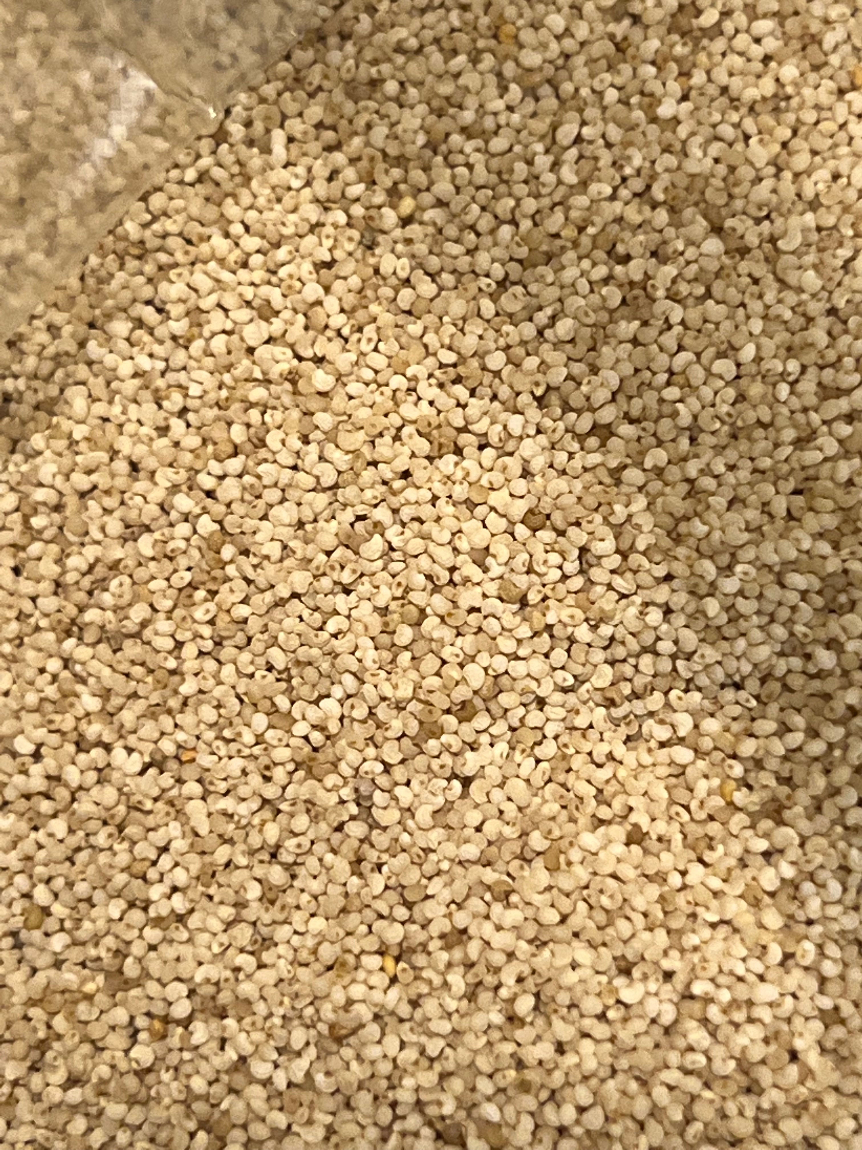 White Poppy Seeds Papaver Somniferum Multicolor Ornamental