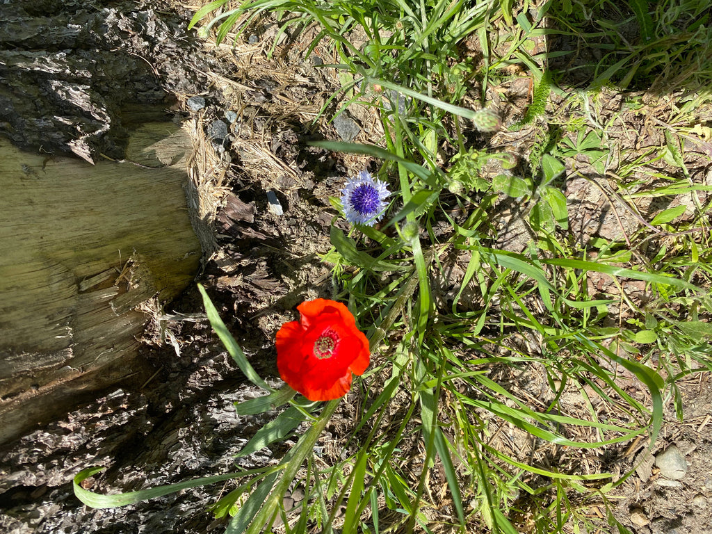 White Poppy Seeds Papaver Somniferum Multicolor Ornamental